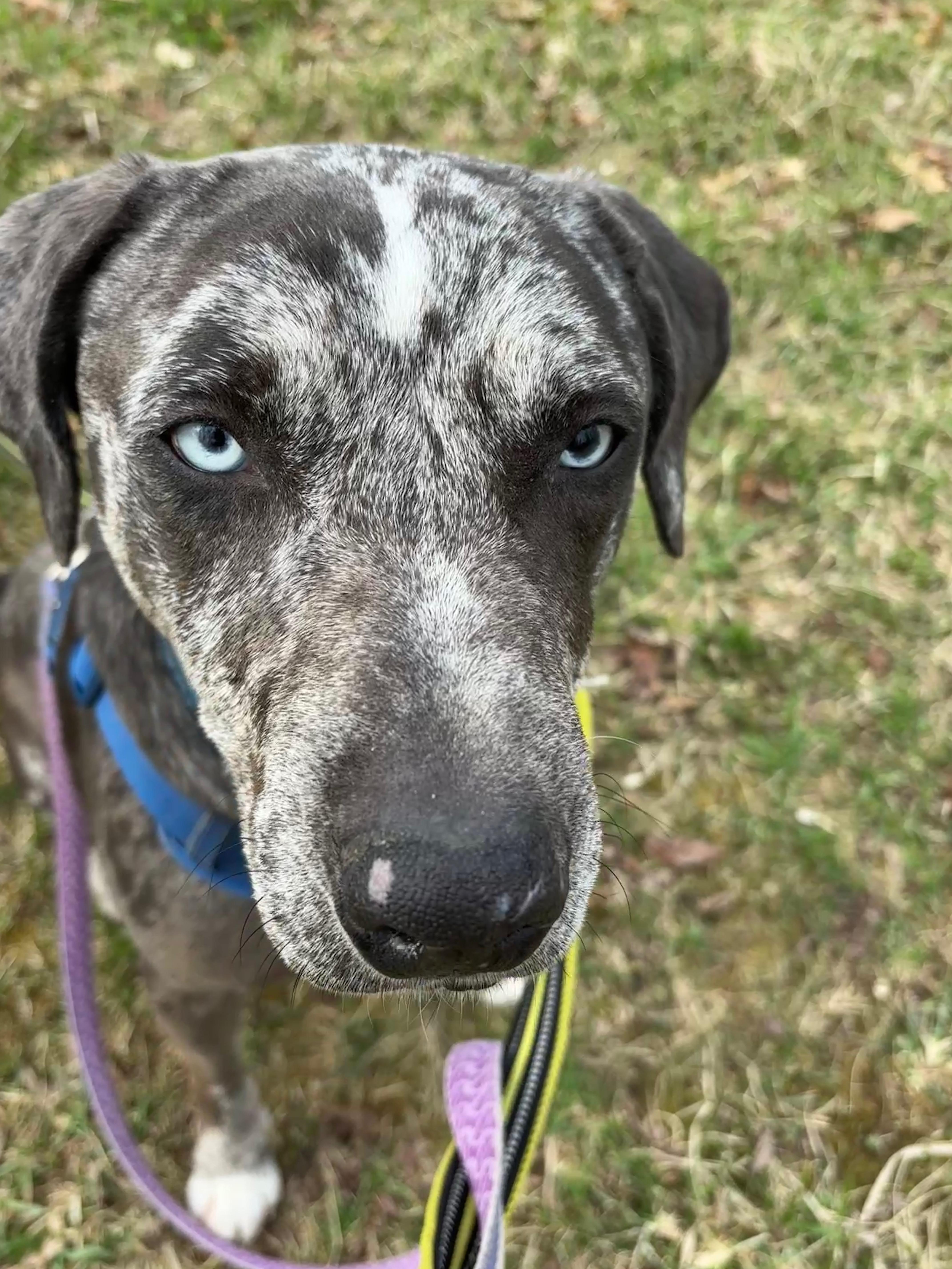 Koda, a ADOPTABLE mixed breed in Oregon, WI image 1/6