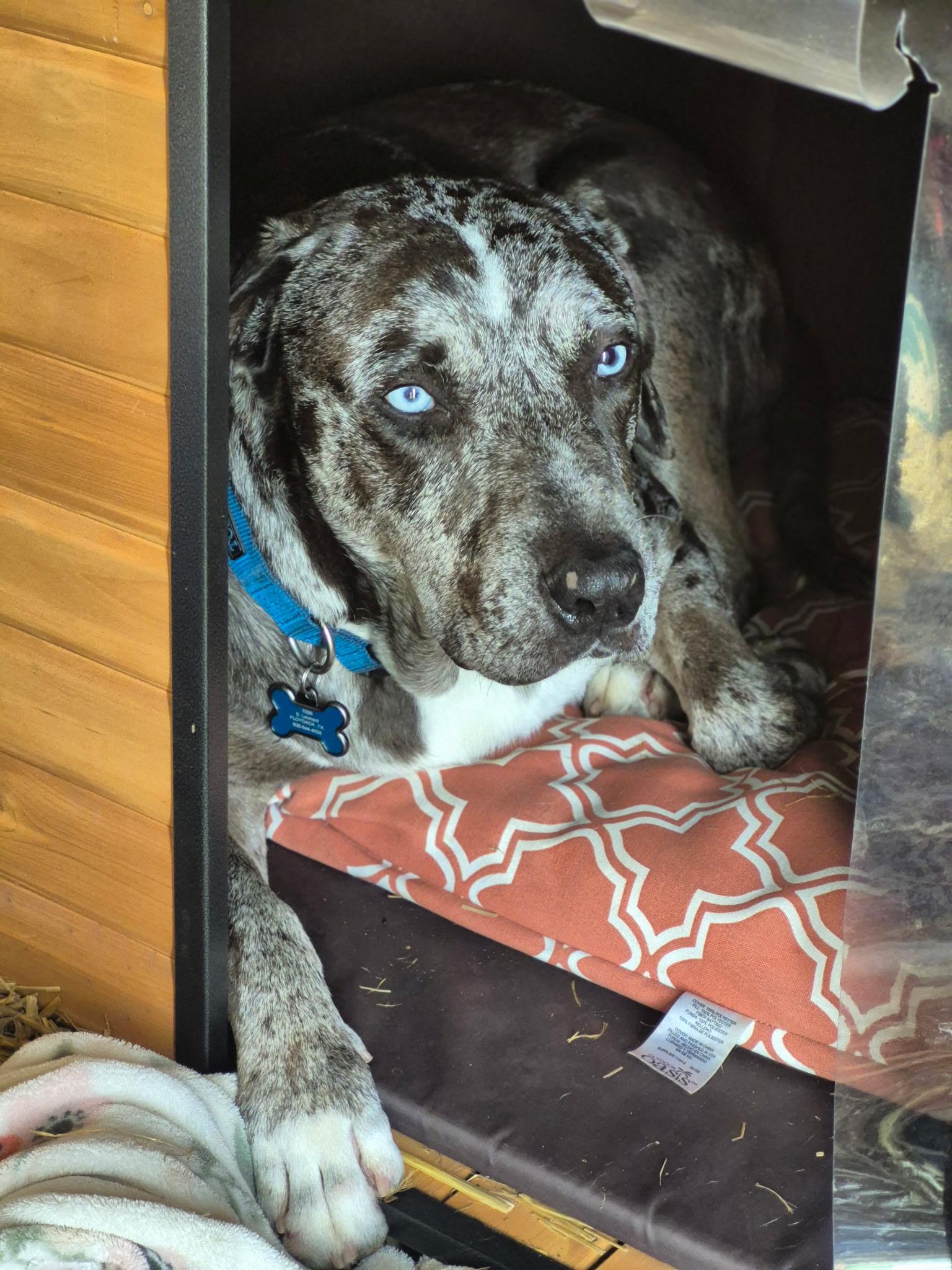 Koda, a ADOPTABLE mixed breed in Oregon, WI image 3/6