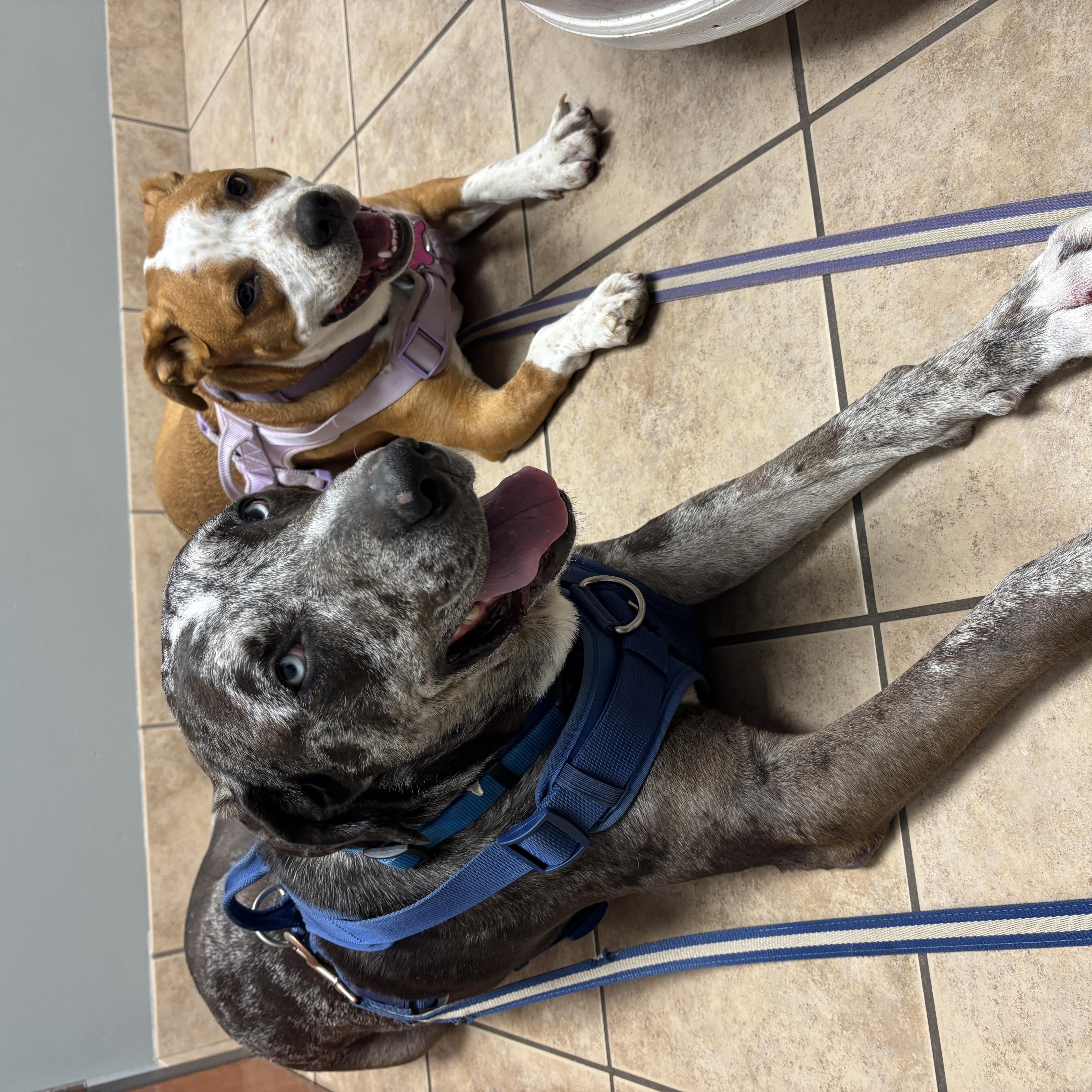 Koda, a ADOPTABLE mixed breed in Oregon, WI image 4/6