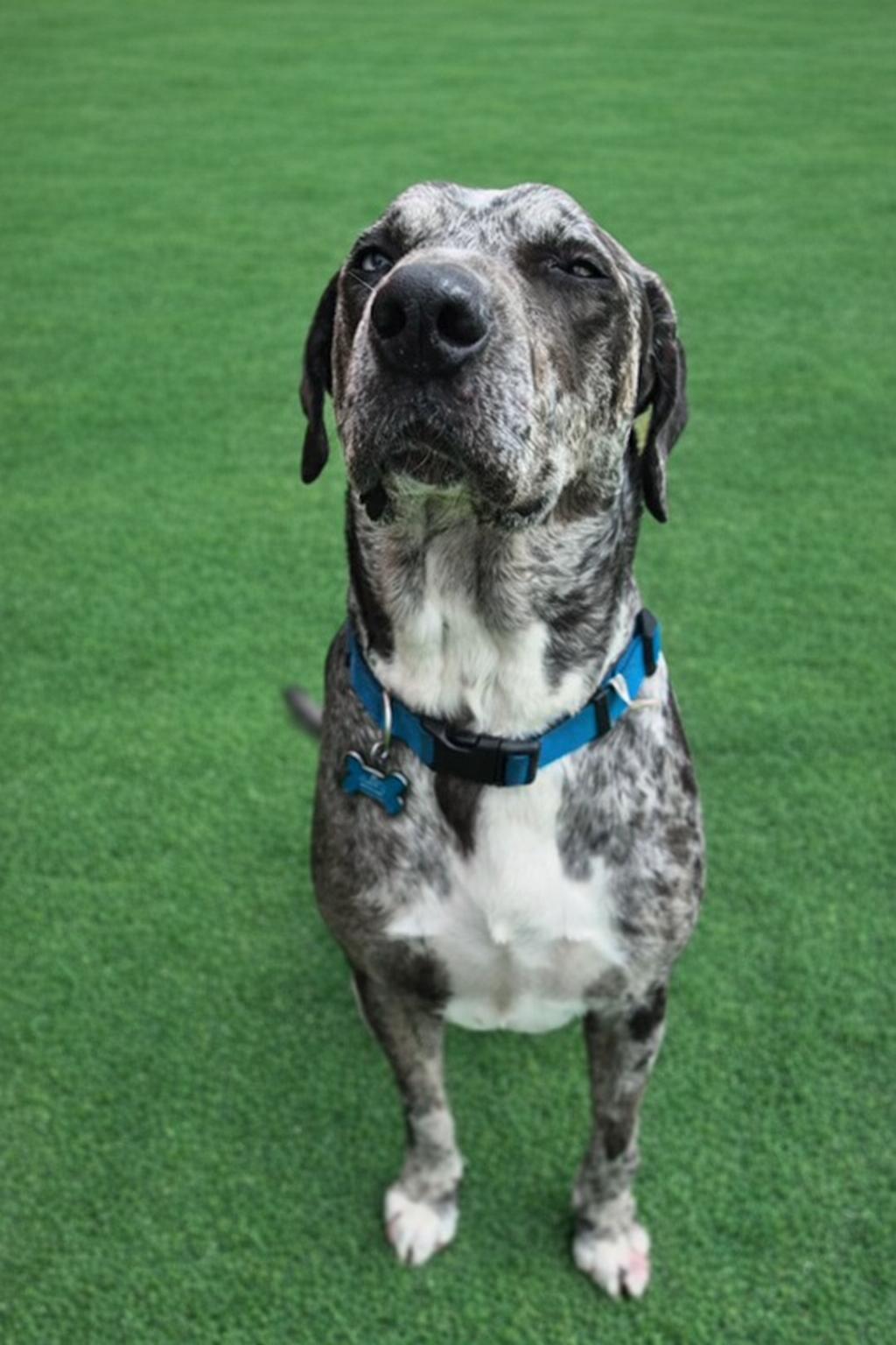 Koda, a ADOPTABLE mixed breed in Oregon, WI image 5/6