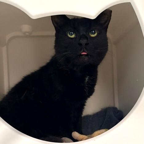 SOLA, Adoptable, Adult Female Domestic Short Hair.