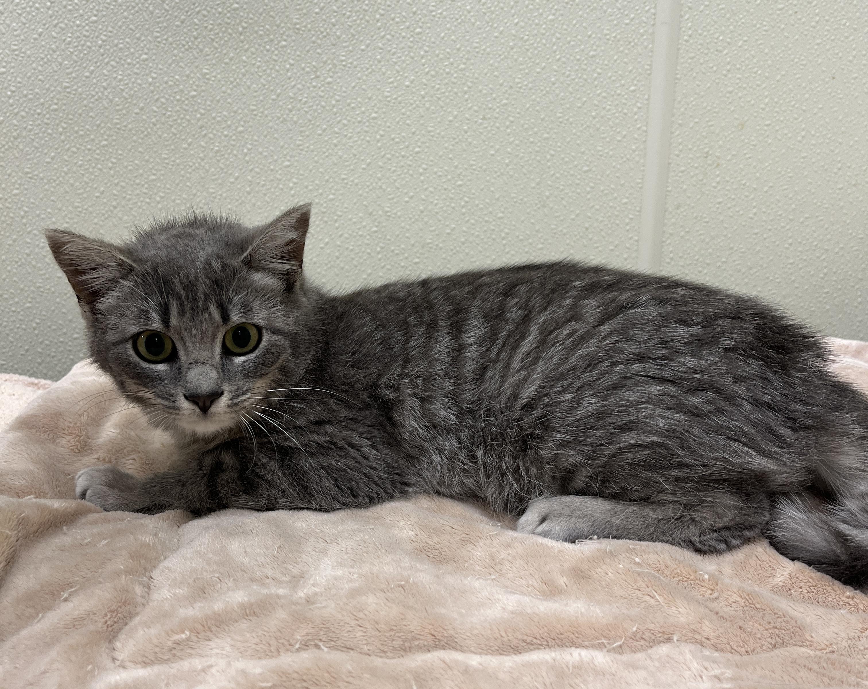 Enlarge Vicki, an adopted Domestic Short Hair in Cashiers, NC image 1/1