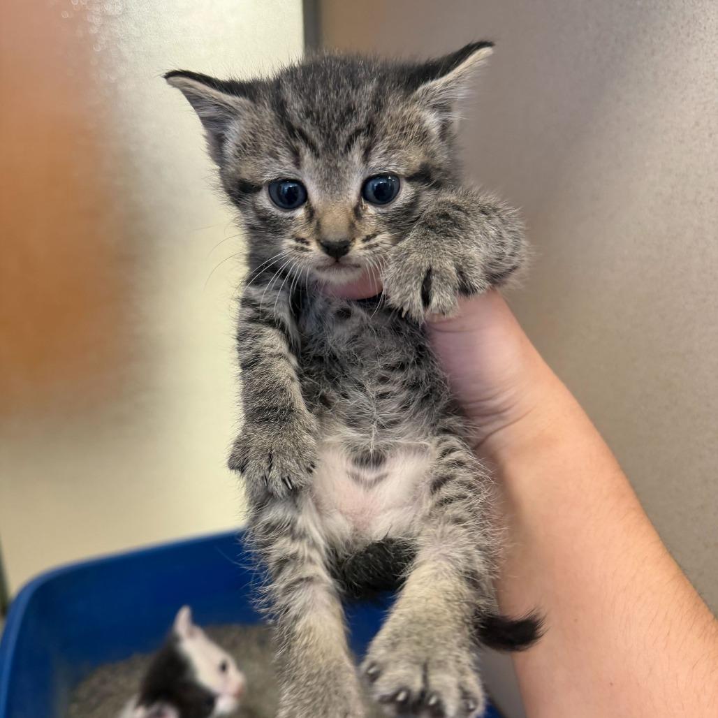 Ringo (26-2F-2), a Adoptable Domestic Short Hair in Rifle, CO image 1/5