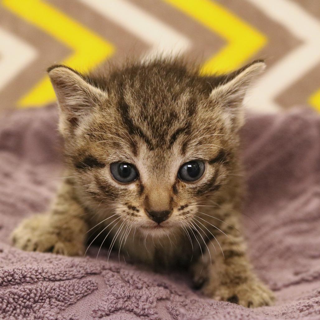 Ringo (26-2F-2), a Adoptable Domestic Short Hair in Rifle, CO image 2/5