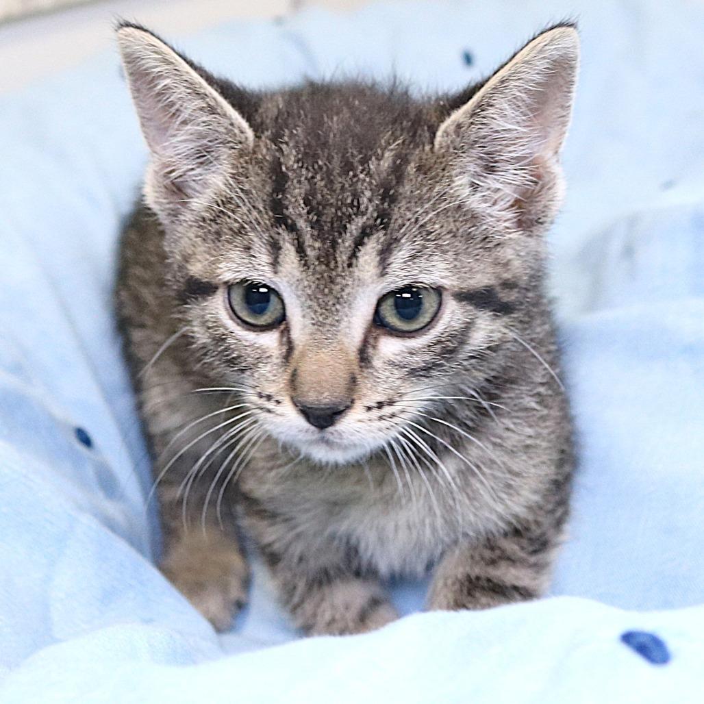 Ringo (26-2F-2), a Adoptable Domestic Short Hair in Rifle, CO image 3/5