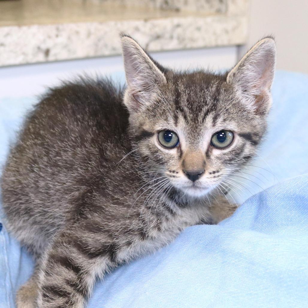 Ringo (26-2F-2), a Adoptable Domestic Short Hair in Rifle, CO image 4/5