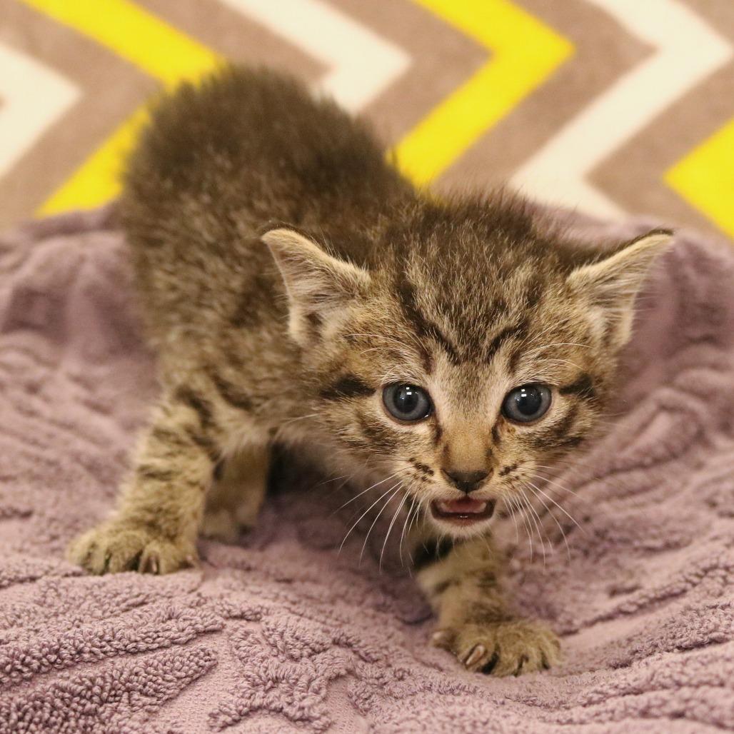 Ringo (26-2F-2), a Adoptable Domestic Short Hair in Rifle, CO image 5/5