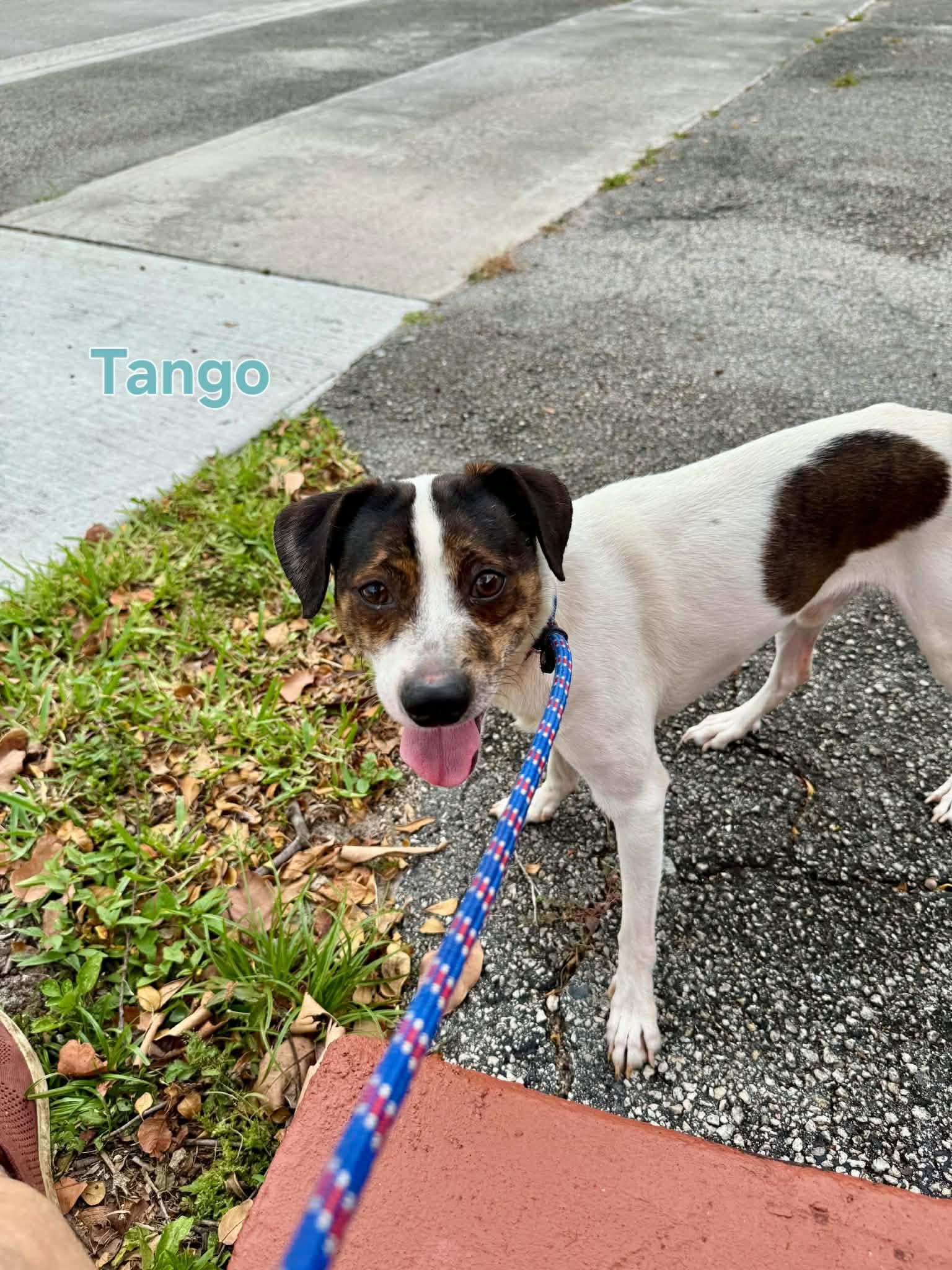 Enlarge Tango, a ADOPTABLE Rat Terrier in Jacksonville, FL image 1/1