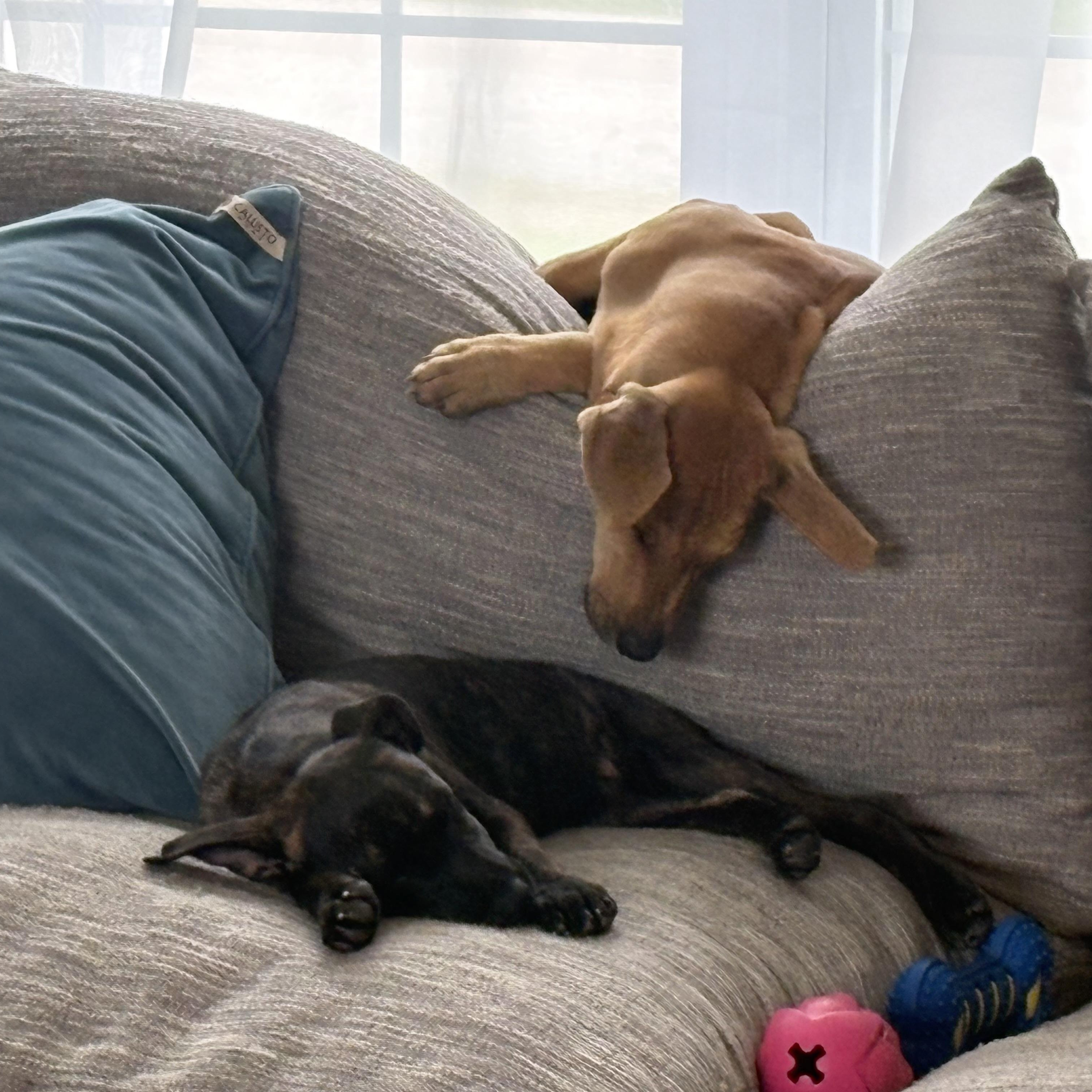 Fianna, a ADOPTABLE Mixed Breed in Head of Saint Margarets Bay, NS image 2/3