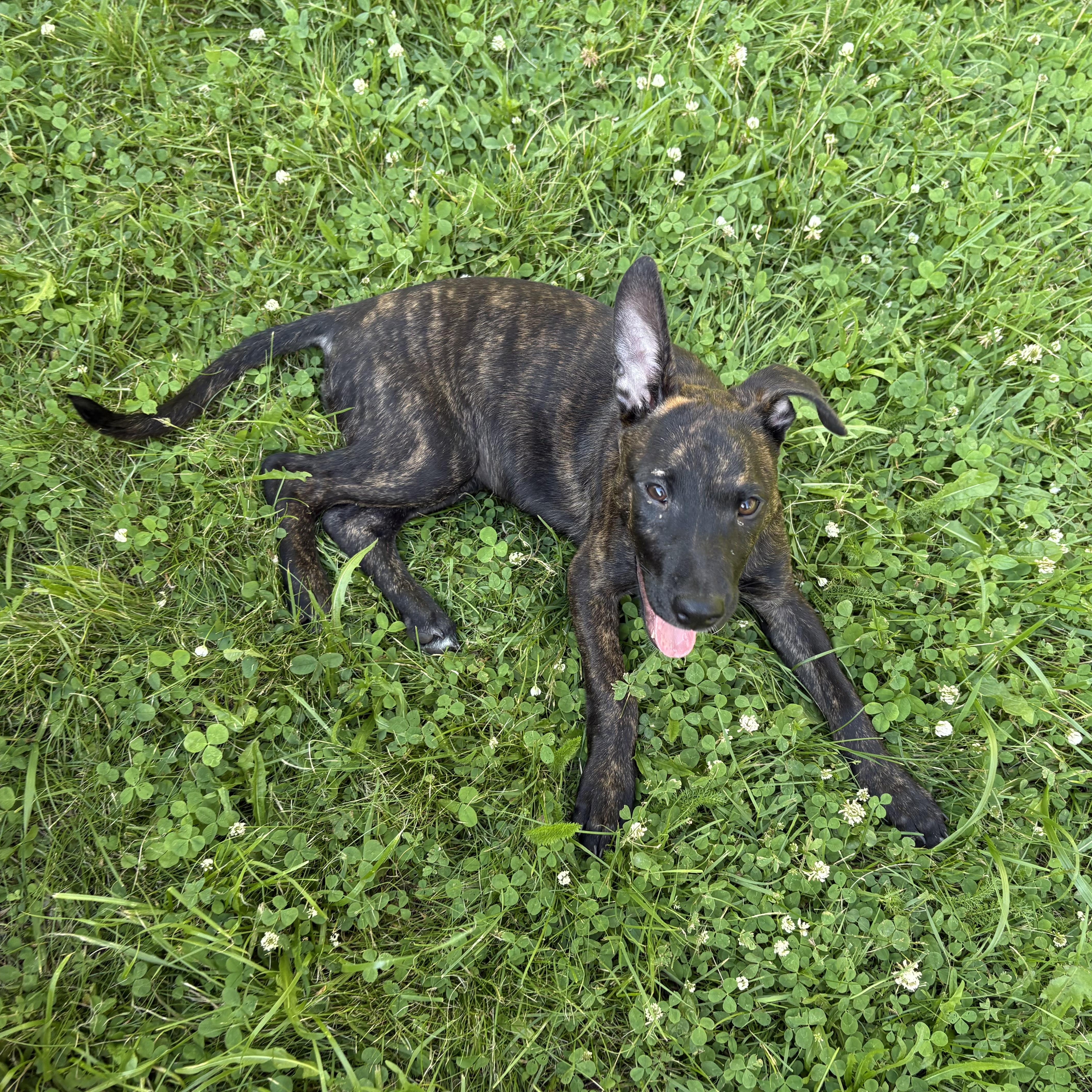 Fianna, a ADOPTABLE Mixed Breed in Head of Saint Margarets Bay, NS image 3/3
