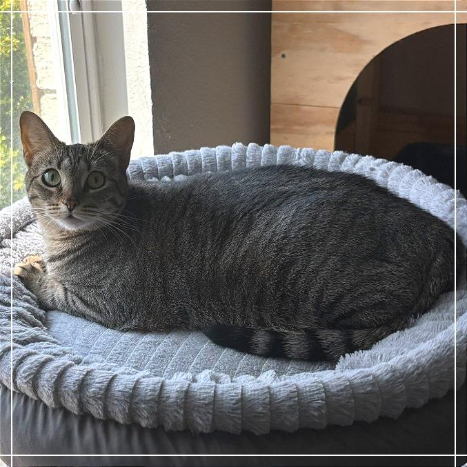 Nala, Adoptable, Adult Female Domestic Short Hair.