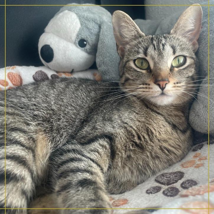 Enlarge Nala, a Adoptable Domestic Short Hair in Flower Mound, TX image 2/6