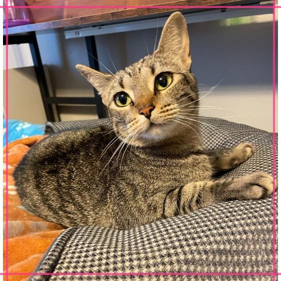 Enlarge Nala, a Adoptable Domestic Short Hair in Flower Mound, TX image 3/6