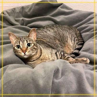 Enlarge Nala, a Adoptable Domestic Short Hair in Flower Mound, TX image 4/6