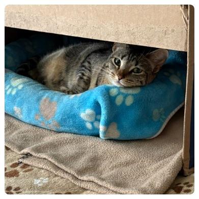 Enlarge Nala, a Adoptable Domestic Short Hair in Flower Mound, TX image 5/6