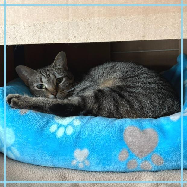 Enlarge Nala, a Adoptable Domestic Short Hair in Flower Mound, TX image 6/6