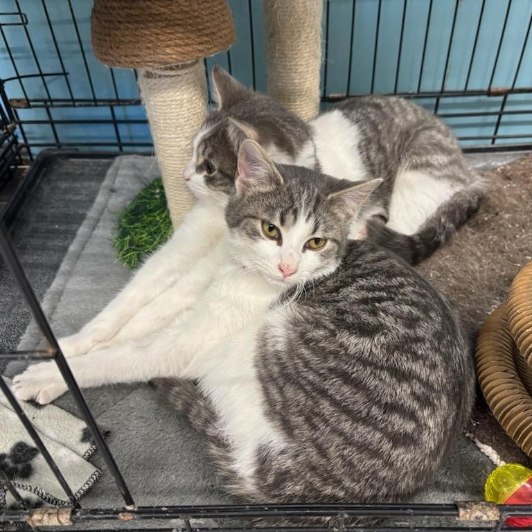 Enlarge Barney (and Clyde), an adopted Tabby in Morris, MN image 4/4