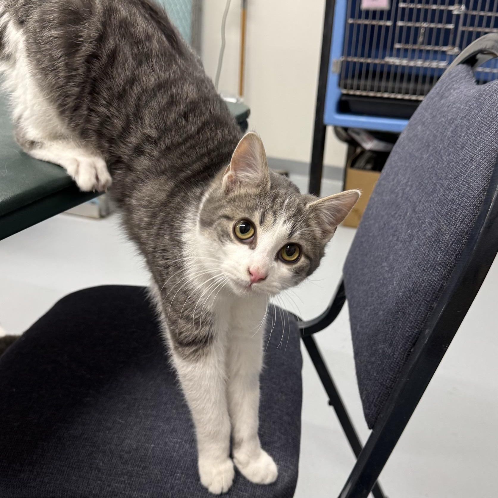 Enlarge Barney (and Clyde), an adopted Tabby in Morris, MN image 3/4