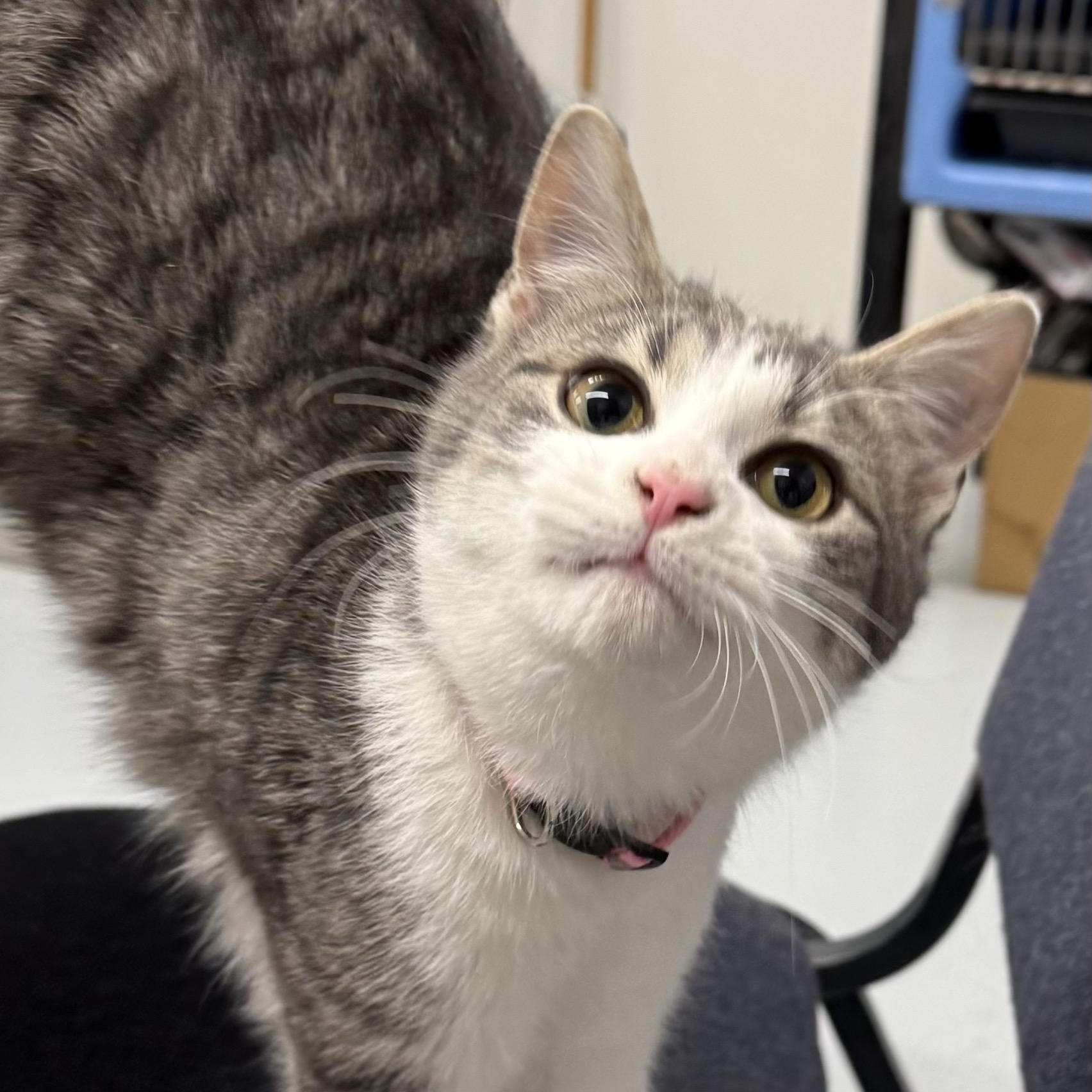 Barney (and Clyde), Adoptable, Young Male Tabby.