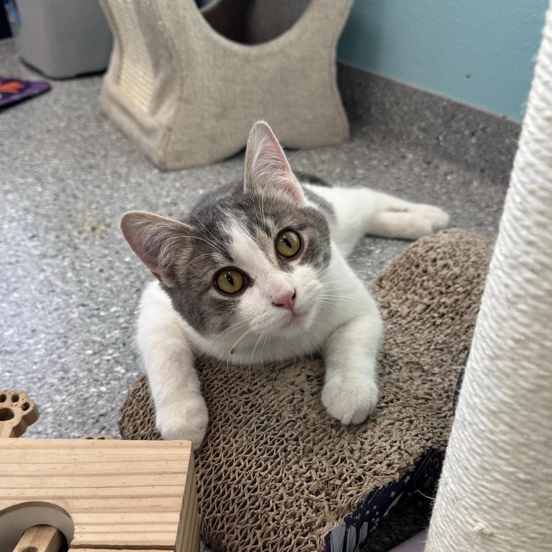 Enlarge Barney (and Clyde), an adopted Tabby in Morris, MN image 2/4