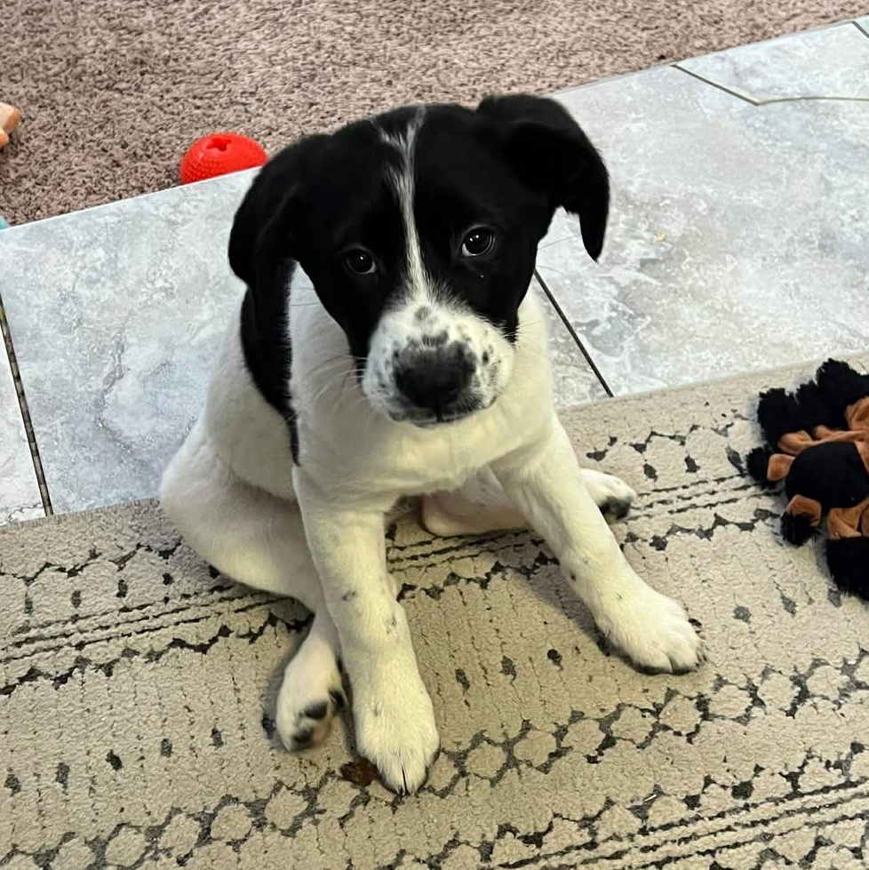 Enlarge Lucy, an adopted mixed breed in Rochester, NY image 4/6