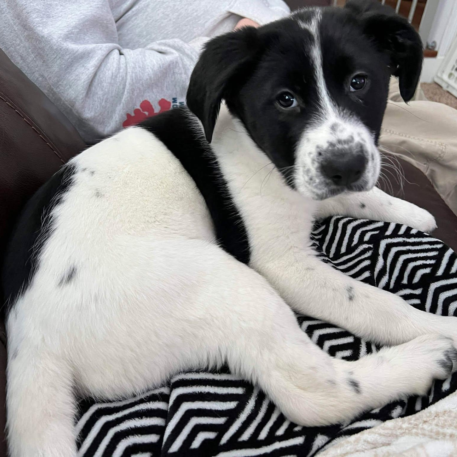 Enlarge Lucy, an adopted mixed breed in Rochester, NY image 5/6