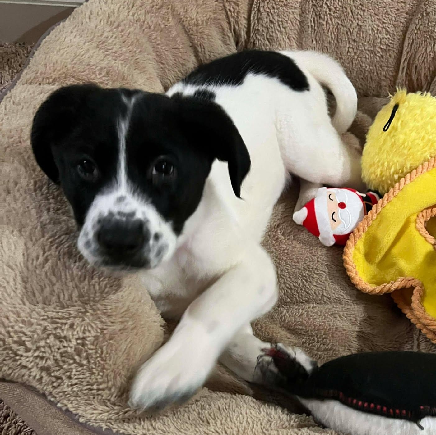 Enlarge Lucy, an adopted mixed breed in Rochester, NY image 2/6