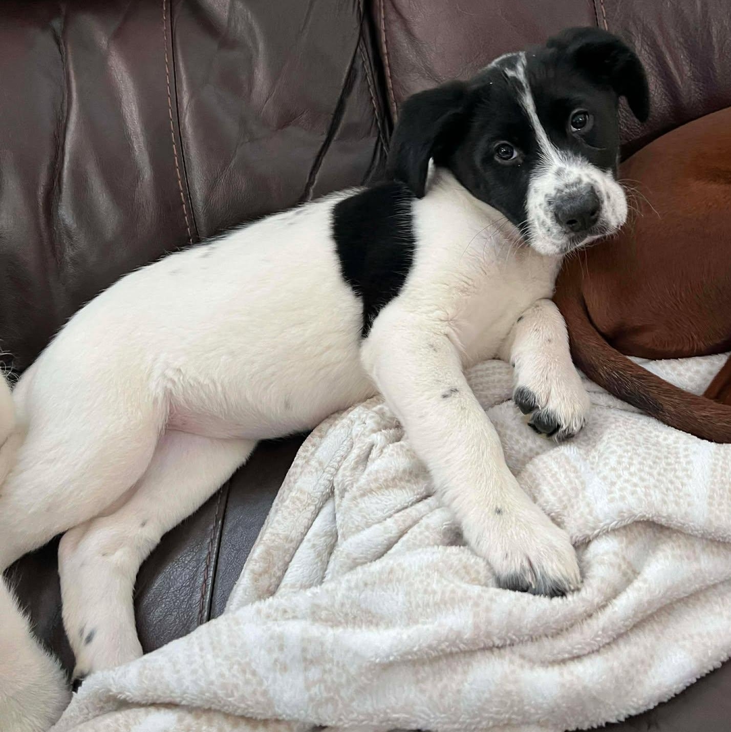 Enlarge Lucy, an adopted mixed breed in Rochester, NY image 3/6