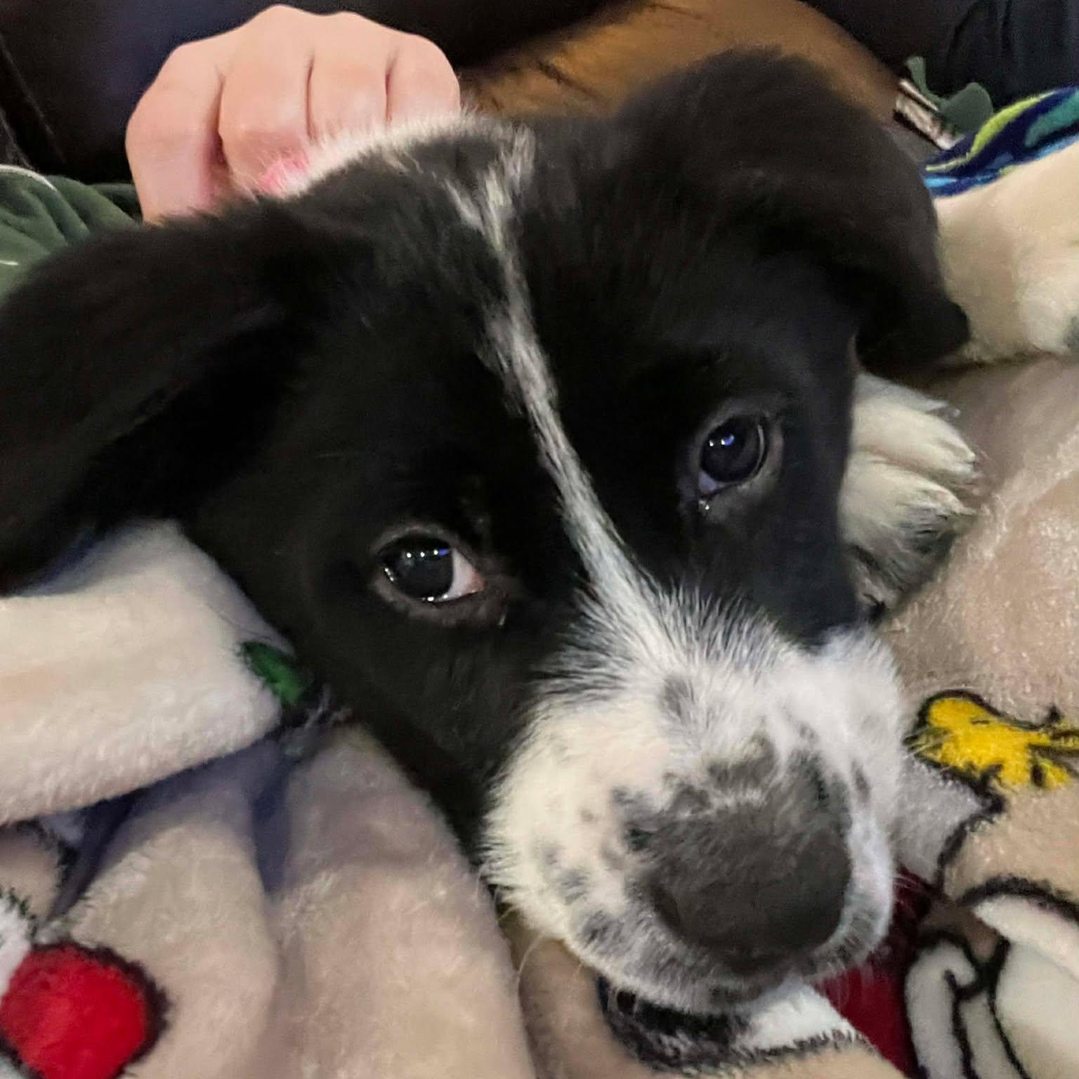 Enlarge Lucy, an adopted mixed breed in Rochester, NY image 1/6