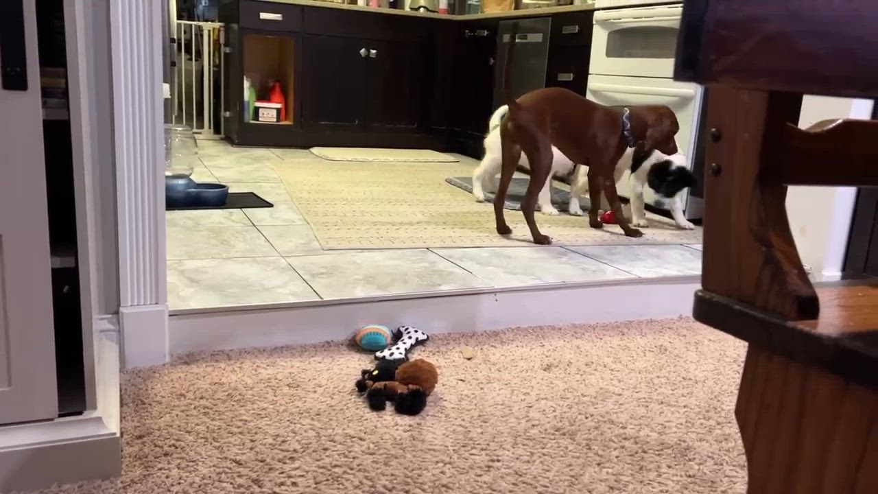 Enlarge Lucy, an adopted mixed breed in Rochester, NY video 6/6