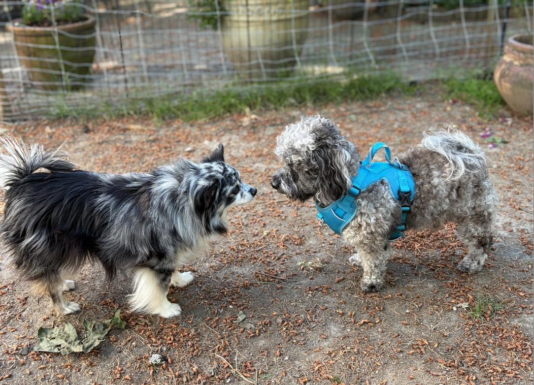 Ollie--ADOPTED, an adopted mixed breed in Puyallup, WA image 3/3