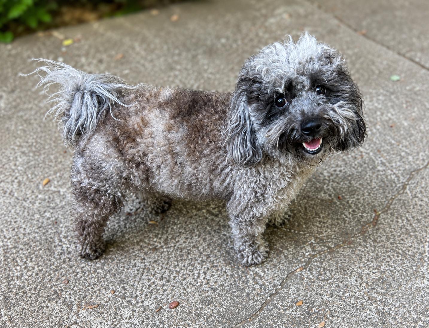 Ollie--ADOPTED, an adopted mixed breed in Puyallup, WA image 1/3