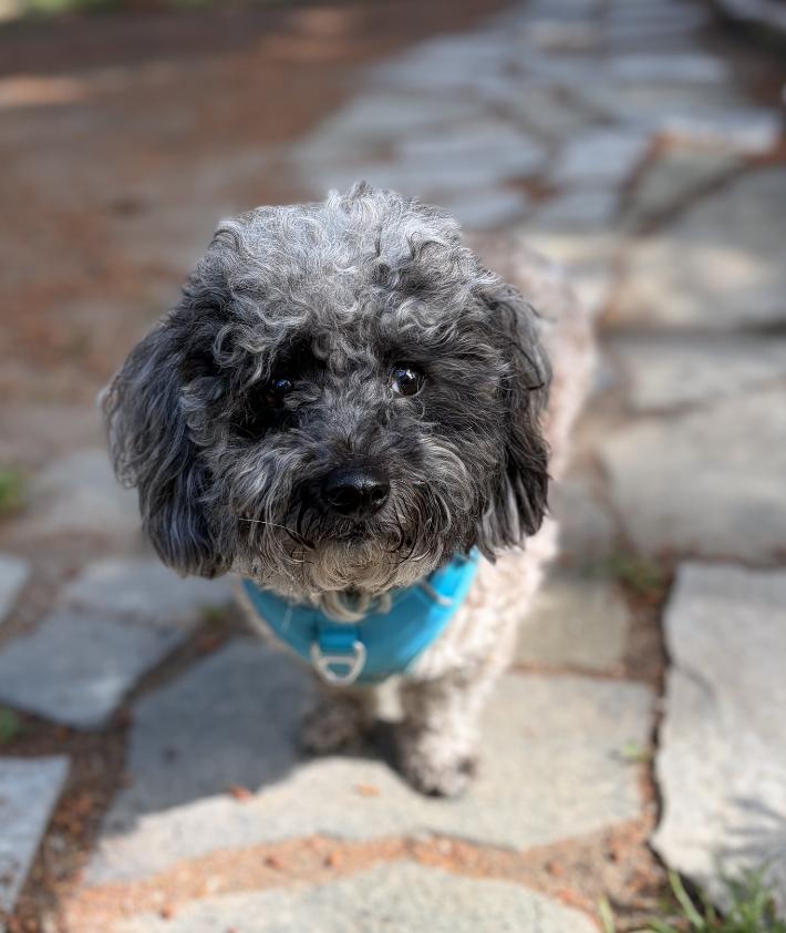 Ollie--ADOPTED, an adopted mixed breed in Puyallup, WA image 2/3