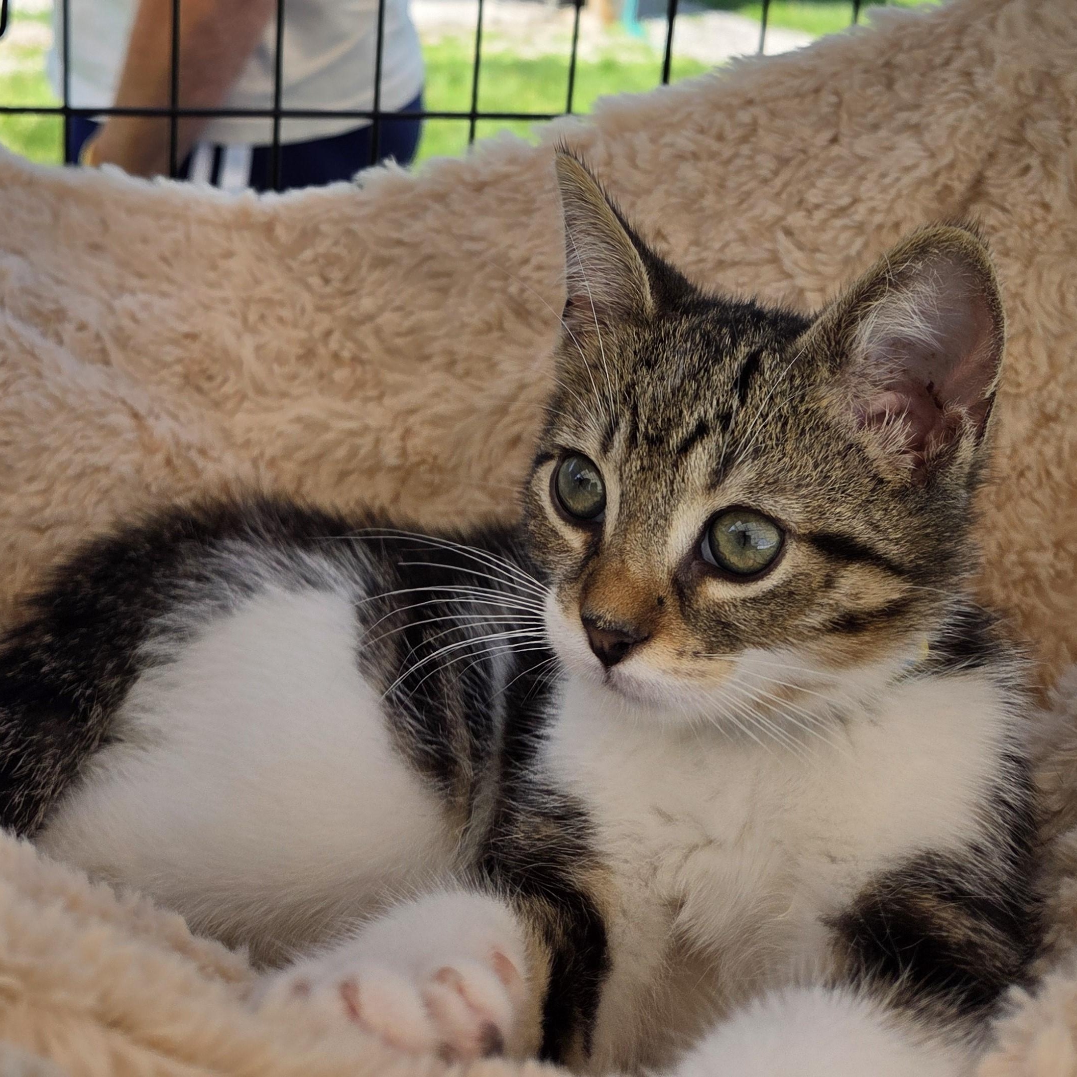 Lincoln, adoptable, Kitten Male Domestic Short Hair.