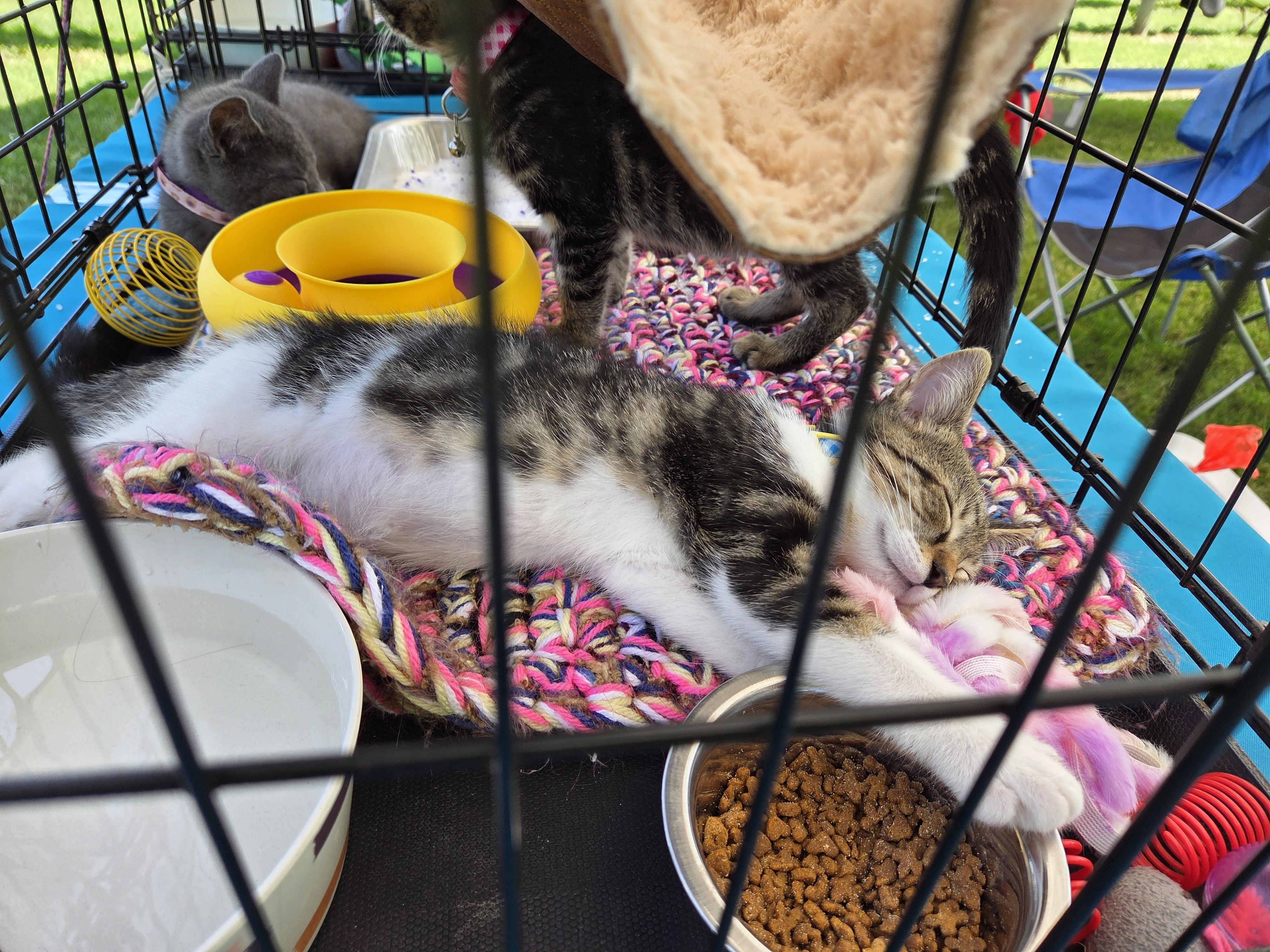 Enlarge Lincoln, an adoptable mixed breed in Carsonville, MI image 4/4