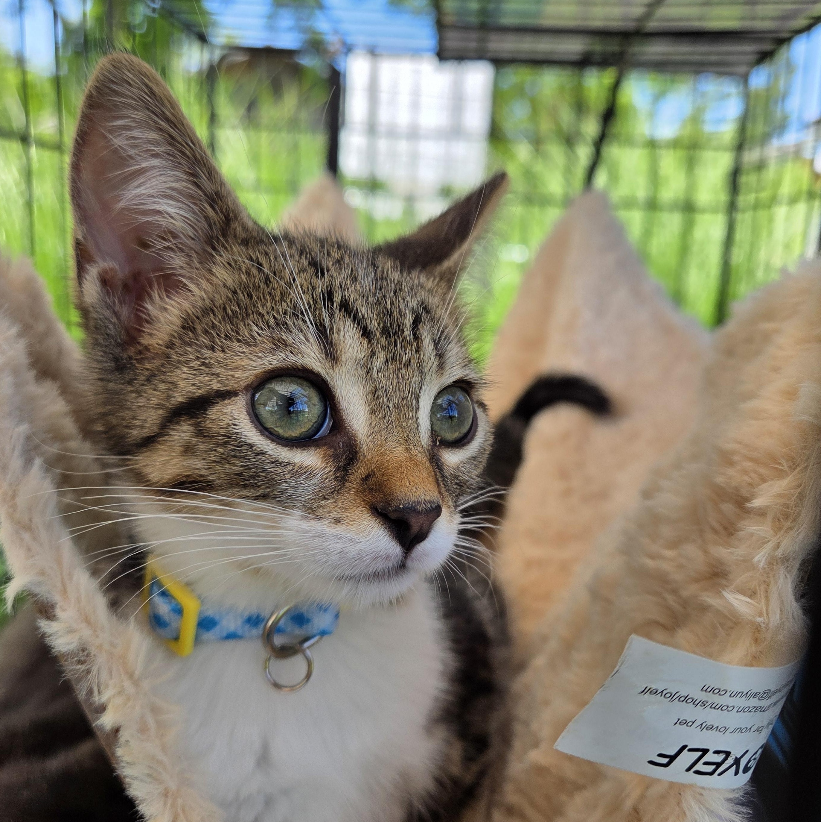 Enlarge Lincoln, an adoptable mixed breed in Carsonville, MI image 2/4