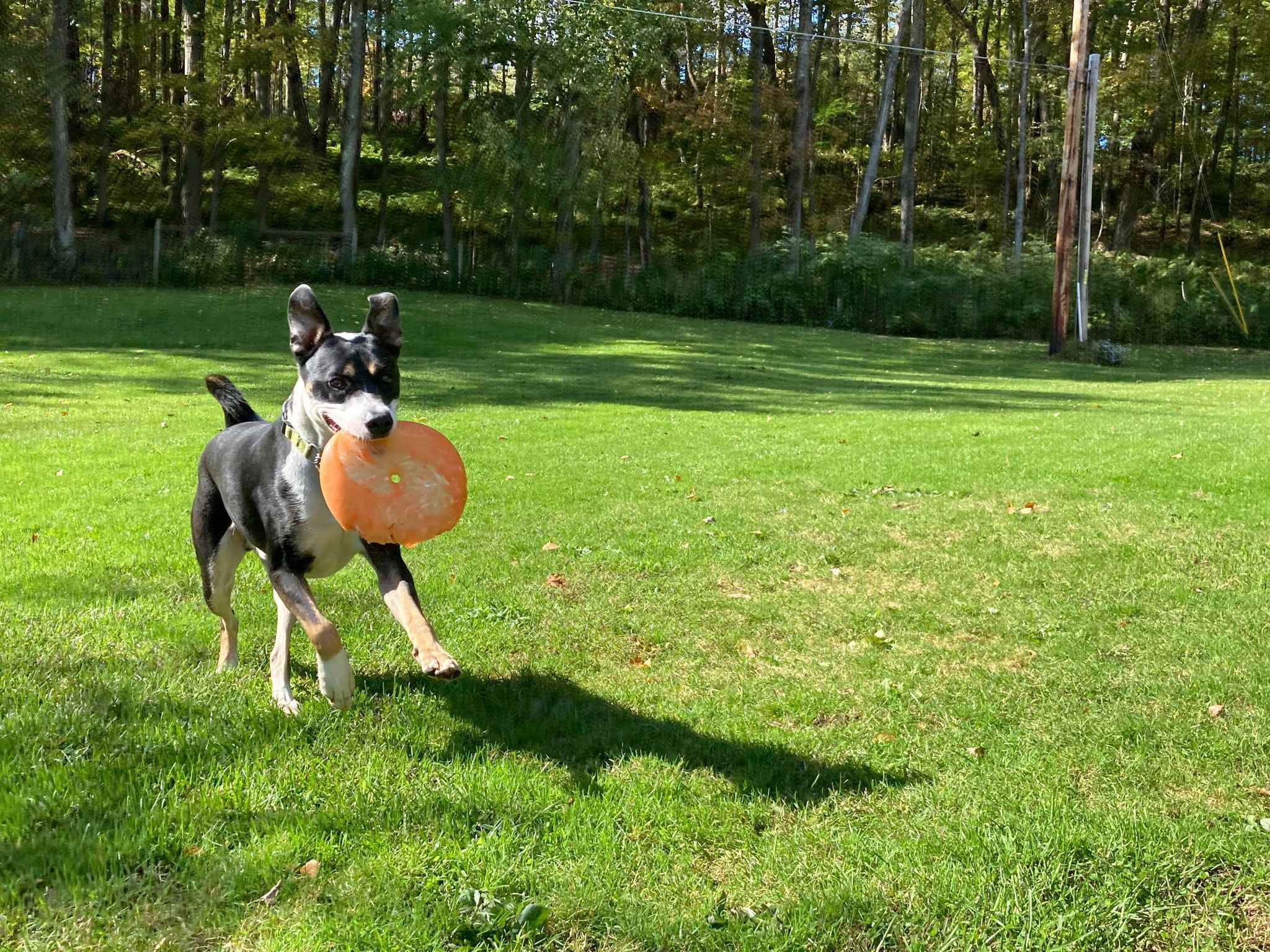Enlarge Dewey Duke, a Adoptable mixed breed in Coudersport, PA image 1/10