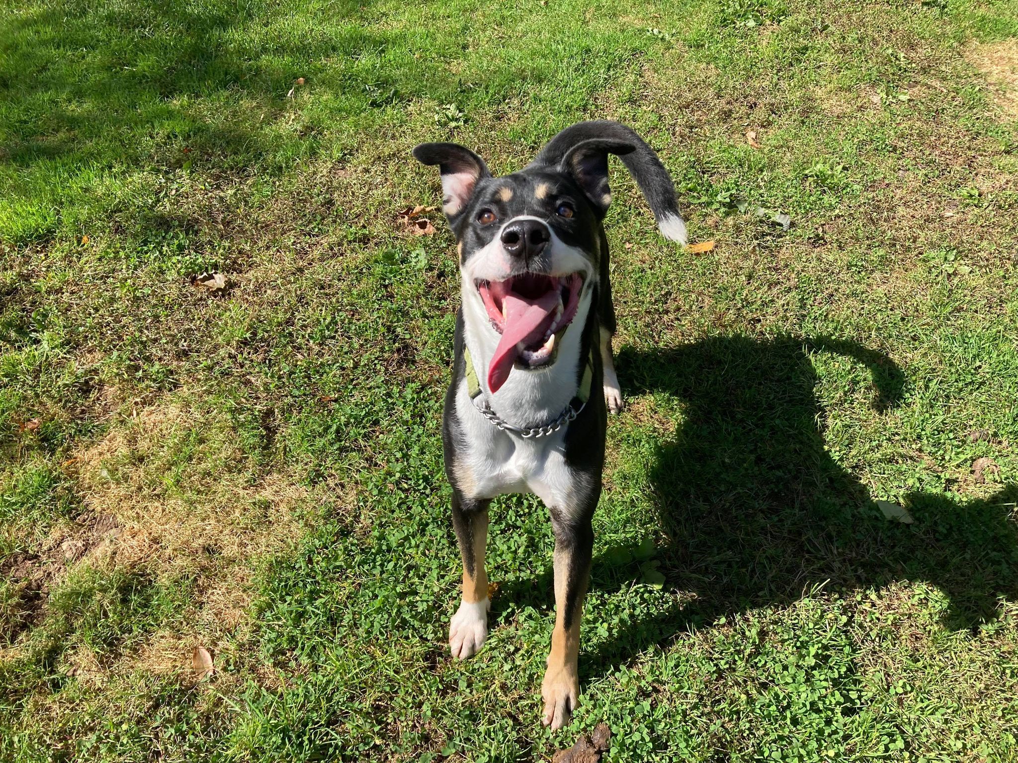 Enlarge Dewey Duke, a Adoptable mixed breed in Coudersport, PA image 2/10