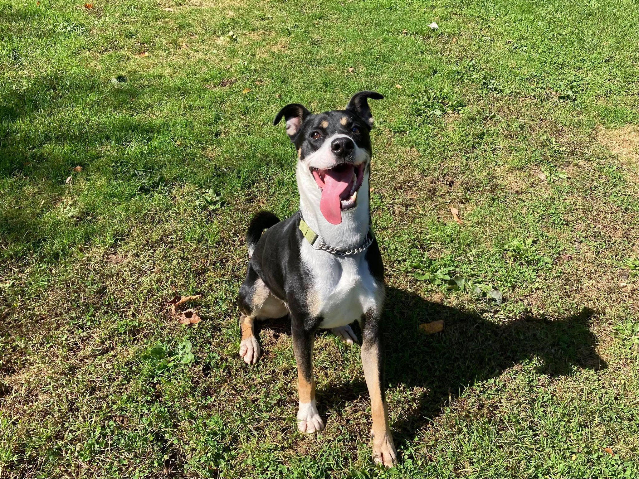 Enlarge Dewey Duke, a Adoptable mixed breed in Coudersport, PA image 3/10