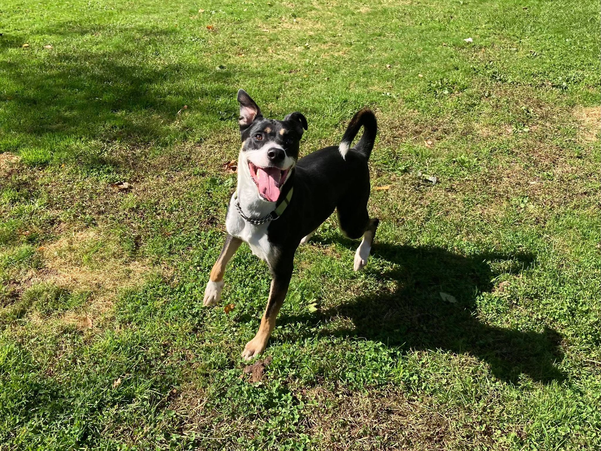 Enlarge Dewey Duke, a Adoptable mixed breed in Coudersport, PA image 4/10