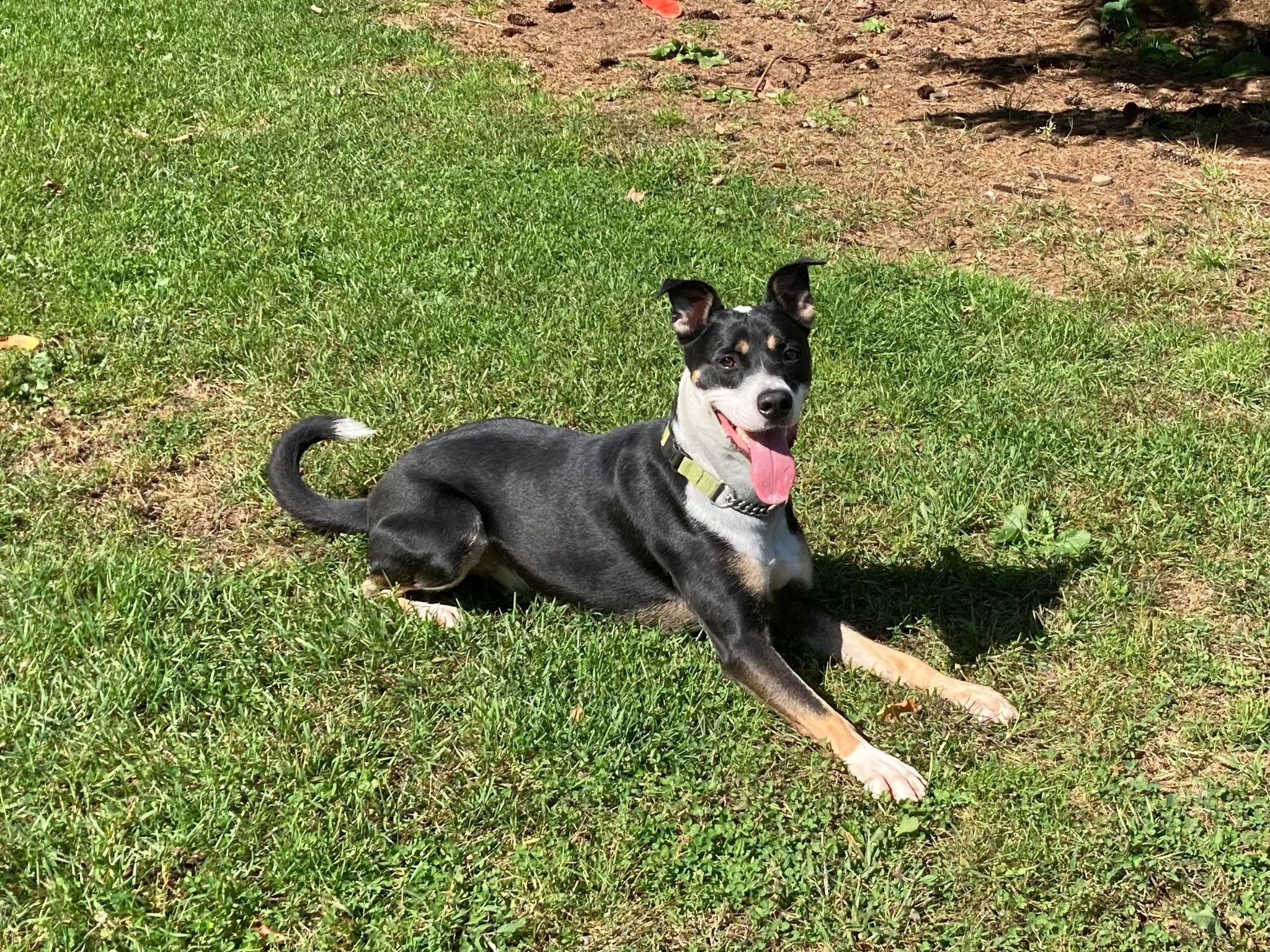 Enlarge Dewey Duke, a Adoptable mixed breed in Coudersport, PA image 5/10