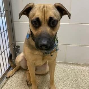Enlarge Levi, a Adoptable mixed breed in Gloucester, VA image 1/6