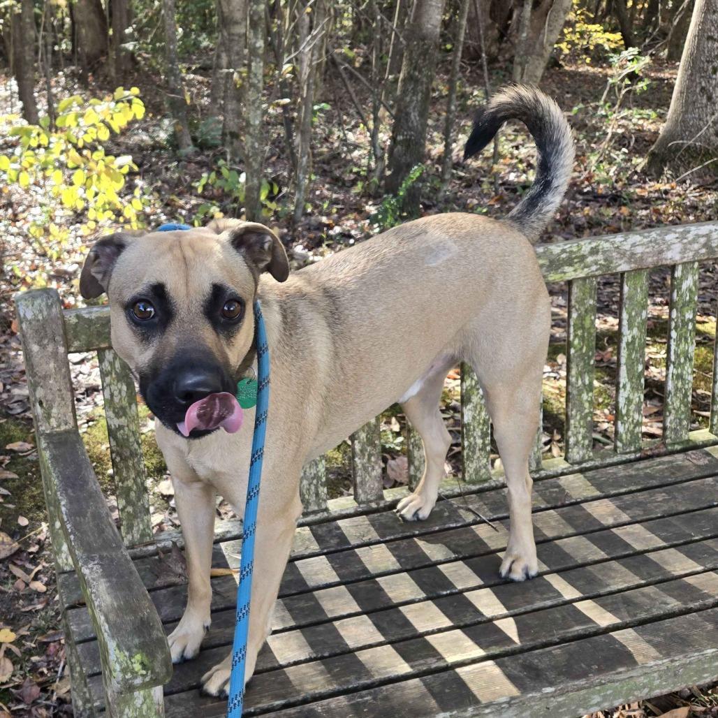 Enlarge Levi, a Adoptable mixed breed in Gloucester, VA image 2/6