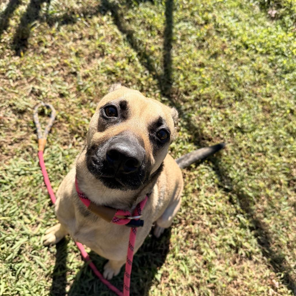 Enlarge Levi, a Adoptable mixed breed in Gloucester, VA image 3/6