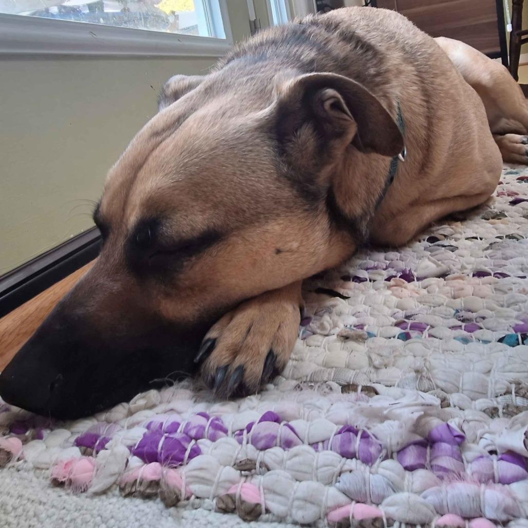 Levi, a Adoptable mixed breed in Gloucester, VA image 3/6