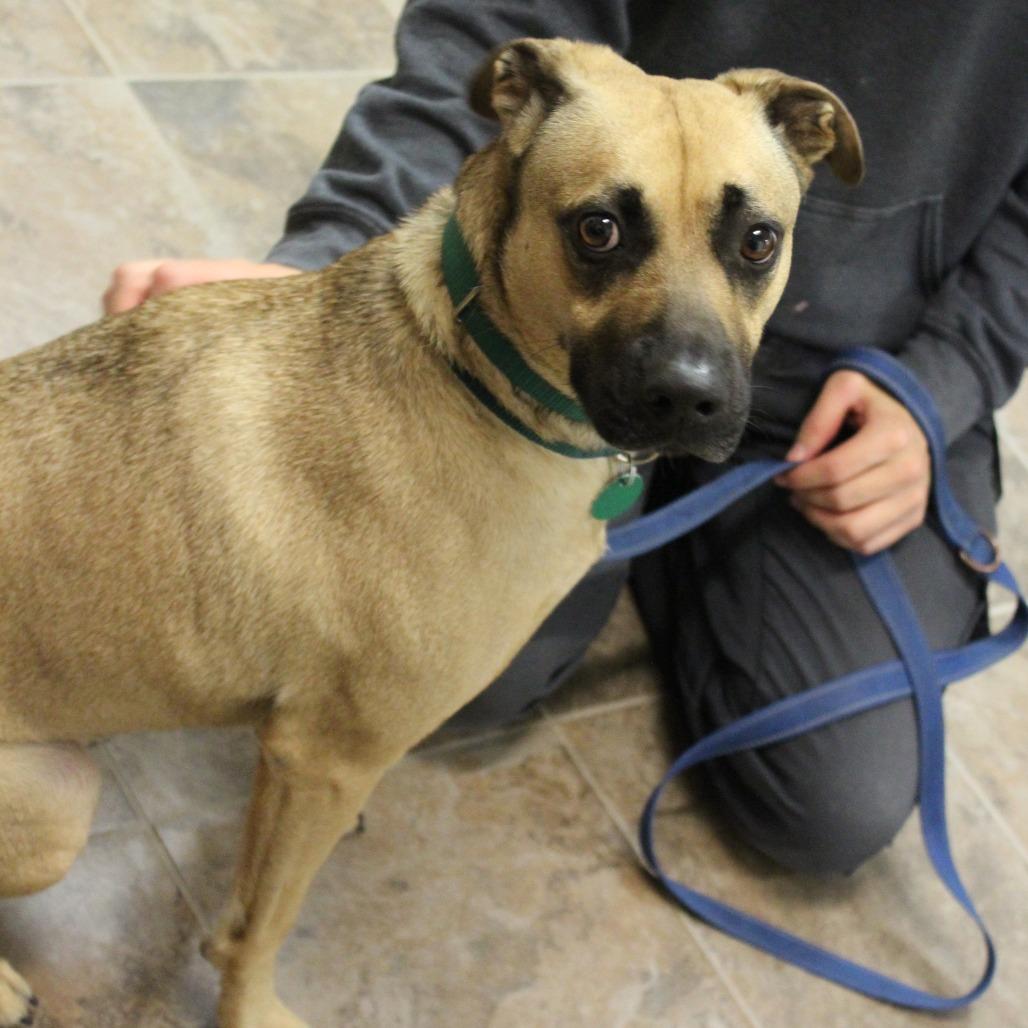Enlarge Levi, a Adoptable mixed breed in Gloucester, VA image 4/6