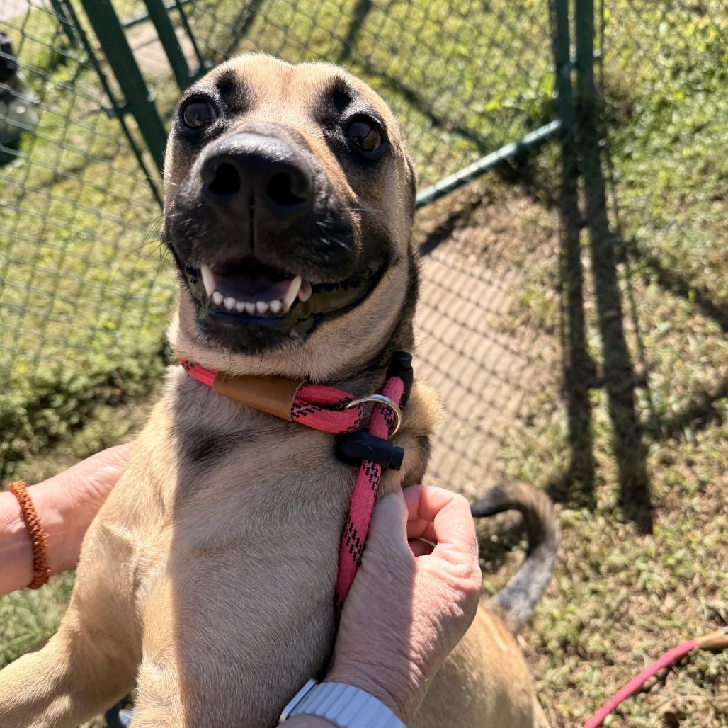 Enlarge Levi, a Adoptable mixed breed in Gloucester, VA image 6/6