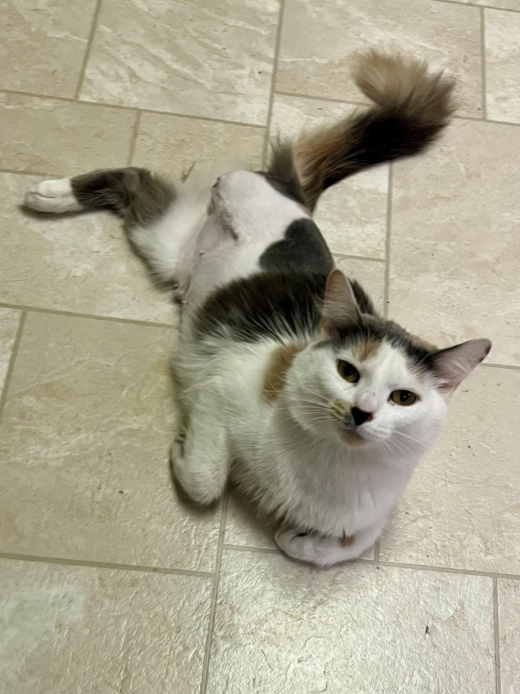 Enlarge Jewel (Tripod Kittie), a ADOPTABLE Domestic Medium Hair in Warminster, PA image 2/6