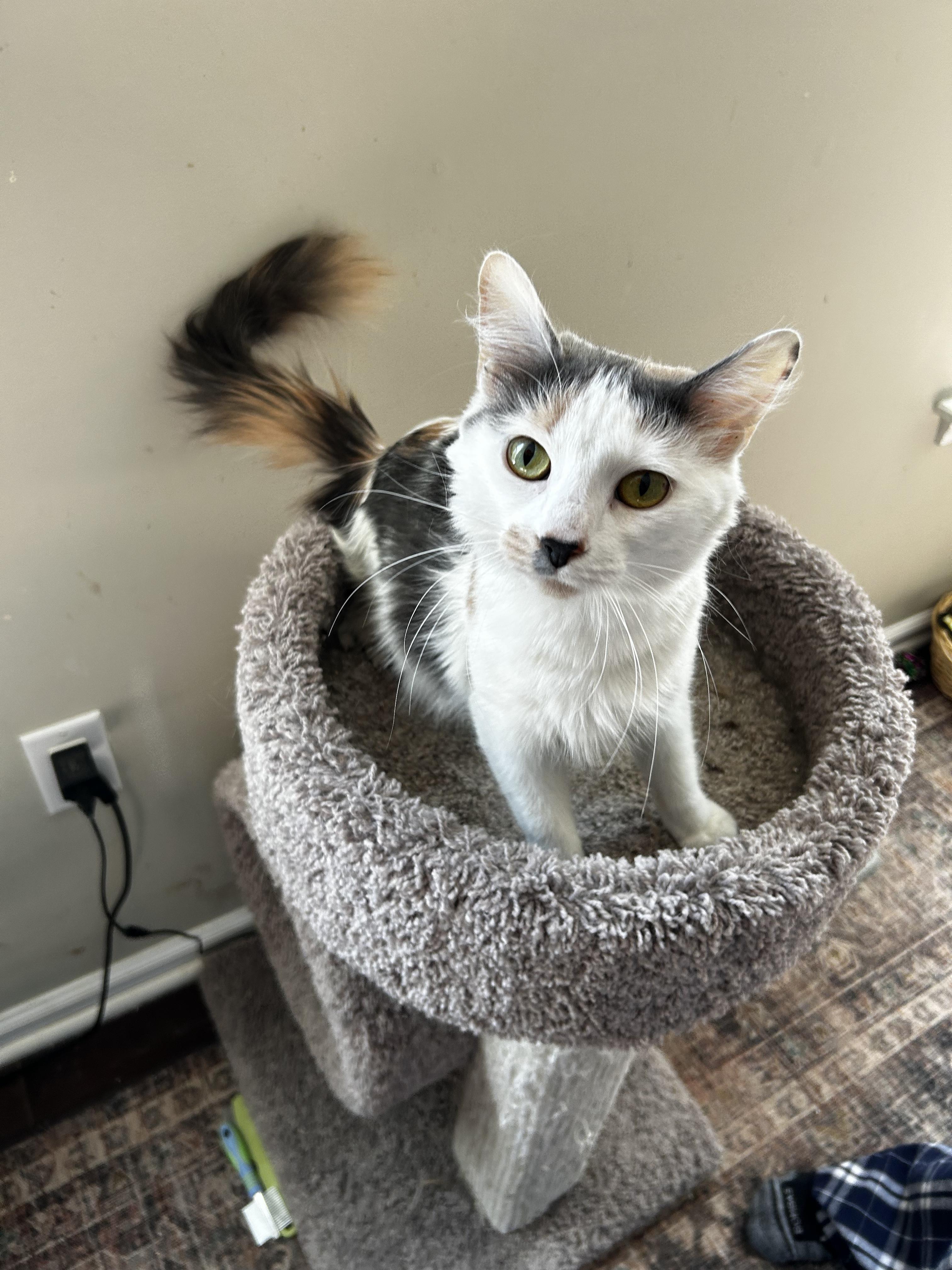 Enlarge Jewel (Tripod Kittie), a ADOPTABLE Domestic Medium Hair in Warminster, PA image 3/6