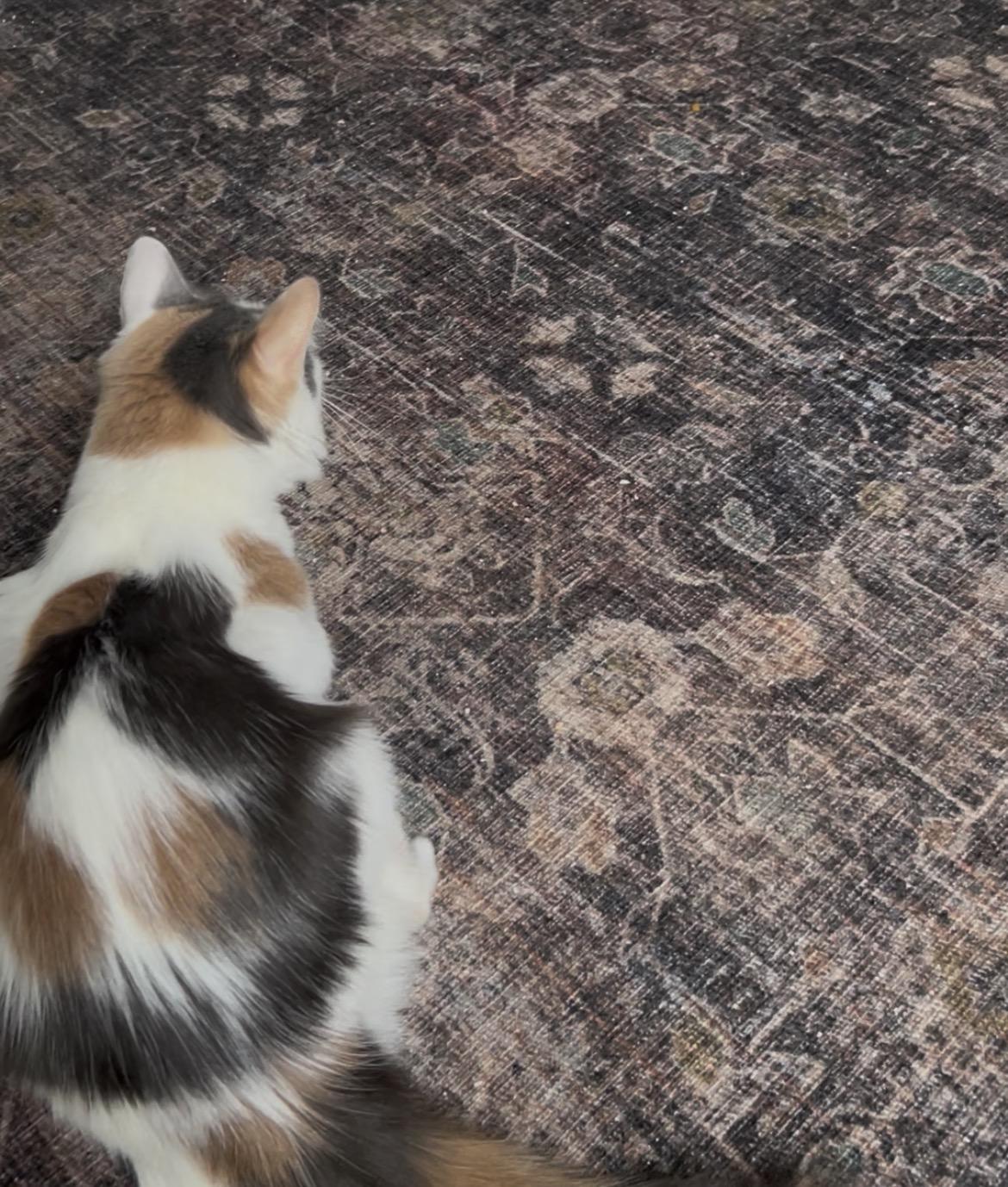 Enlarge Jewel (Tripod Kittie), a ADOPTABLE Domestic Medium Hair in Warminster, PA image 6/6